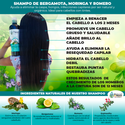 2 Shampoos, 1 Conditioner, 1 Serum of Bergamot, Moringa and Rosemary Hair Health
