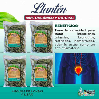 Llanten Hierba (Llanten Leave) trata infecciones urinarias 1 Lb (4 de 4oz)-453g.