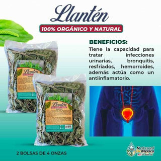Llanten Hierba (Llanten Leave) trata infecciones urinarias 8 oz(2 de 4oz)-227g.